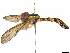 ( - BIOUG56584-C06)  @11 [ ] CreativeCommons - Attribution (2021) CBG Photography Group Centre for Biodiversity Genomics