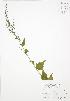  ( - BAR197)  @11 [ ] Copyright (2009) Unspecified University of Guelph BIO Herbarium