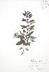 ( - BAR042A)  @11 [ ] Copyright (2009) Unspecified University of Guelph BIO Herbarium