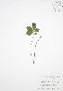  ( - BAR048)  @11 [ ] Copyright (2009) Unspecified University of Guelph BIO Herbarium