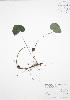  ( - BAR045)  @11 [ ] Copyright (2009) Unspecified University of Guelph BIO Herbarium