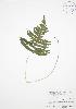  ( - BAR037)  @11 [ ] Copyright (2009) Unspecified University of Guelph BIO Herbarium