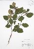  ( - BAR021)  @11 [ ] Copyright (2009) Unspecified University of Guelph BIO Herbarium
