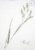  ( - BAR013)  @11 [ ] Copyright (2009) Unspecified University of Guelph BIO Herbarium
