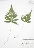  ( - BAR010)  @11 [ ] Copyright (2009) Unspecified University of Guelph BIO Herbarium