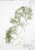  ( - BAR005)  @11 [ ] Copyright (2009) Unspecified University of Guelph BIO Herbarium