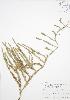  ( - BAR003)  @11 [ ] Copyright (2009) Unspecified University of Guelph BIO Herbarium