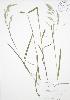  ( - BAR002)  @11 [ ] Copyright (2009) Unspecified University of Guelph BIO Herbarium