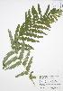  ( - BAR008)  @11 [ ] Copyright (2009) Unspecified University of Guelph BIO Herbarium
