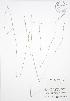  ( - BAR237)  @11 [ ] Copyright (2009) Unspecified University of Guelph BIO Herbarium