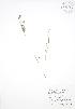  ( - BAR244)  @11 [ ] Copyright (2009) Unspecified University of Guelph BIO Herbarium