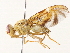  (Anastrepha sagittata - BIOUG51743-F05)  @14 [ ] CreativeCommons - Attribution (2020) CBG Photography Group Centre for Biodiversity Genomics