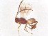  (Adelius malaise0049 - BIOUG53207-D08)  @11 [ ] CreativeCommons - Attribution (2021) CBG Photography Group Centre for Biodiversity Genomics