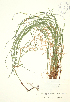  (Carex riparia - JK 010)  @11 [ ] Copyright (2009) Unspecified University of Guelph BIO Herbarium