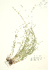  ( - JK 007)  @11 [ ] Copyright (2009) Unspecified University of Guelph BIO Herbarium