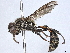  ( - BIOUG51724-A07)  @11 [ ] CreativeCommons - Attribution (2022) CBG Photography Group Centre for Biodiversity Genomics