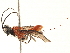  (Capitonius Malaise6591 - BIOUG51723-D11)  @14 [ ] CreativeCommons - Attribution (2020) CBG Photography Group Centre for Biodiversity Genomics