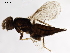  (tetraMalaise01 Malaise9403 - BIOUG52293-A05)  @14 [ ] CreativeCommons - Attribution (2020) CBG Photography Group Centre for Biodiversity Genomics