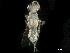  ( - BIOUG52613-B02)  @13 [ ] CreativeCommons - Attribution (2020) CBG Photography Group Centre for Biodiversity Genomics