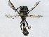  ( - BIOUG51728-A05)  @11 [ ] CreativeCommons - Attribution (2022) CBG Photography Group Centre for Biodiversity Genomics