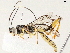  (Xorides Malaise0489 - BIOUG51728-A12)  @14 [ ] CreativeCommons - Attribution (2020) CBG Photography Group Centre for Biodiversity Genomics