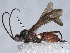  ( - BIOUG51755-B03)  @11 [ ] CreativeCommons - Attribution (2021) CBG Photography Group Centre for Biodiversity Genomics