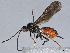  ( - BIOUG51732-G08)  @11 [ ] CreativeCommons - Attribution (2021) CBG Photography Group Centre for Biodiversity Genomics