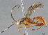  (Coelichneumon Malaise6691 - BIOUG51736-H01)  @14 [ ] CreativeCommons - Attribution (2020) CBG Photography Group Centre for Biodiversity Genomics