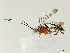  (Diradops Malaise8605 - BIOUG51763-F06)  @14 [ ] CreativeCommons - Attribution (2020) CBG Photography Group Centre for Biodiversity Genomics