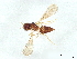  (Omphale Malaise9458 - BIOUG53009-D08)  @11 [ ] CreativeCommons - Attribution (2022) CBG Photography Group Centre for Biodiversity Genomics