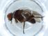  (Ormia Malaise7177 - BIOUG52619-B07)  @11 [ ] CreativeCommons - Attribution (2020) Centre for Biodiversity Genomics Centre for Biodiversity Genomics