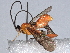  ( - BIOUG51764-C04)  @11 [ ] CreativeCommons - Attribution (2021) CBG Photography Group Centre for Biodiversity Genomics