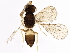  ( - BIOUG53435-C06)  @14 [ ] CreativeCommons - Attribution (2020) CBG Photography Group Centre for Biodiversity Genomics