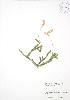  ( - RS152)  @11 [ ] Copyright (2009) Unspecified University of Guelph BIO Herbarium