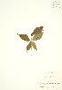  ( - RS127)  @11 [ ] Copyright (2009) Unspecified University of Guelph BIO Herbarium