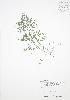  ( - RS128)  @11 [ ] Copyright (2009) Unspecified University of Guelph BIO Herbarium