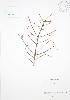  ( - RS117)  @11 [ ] Copyright (2009) Unspecified University of Guelph BIO Herbarium