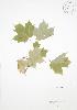  ( - RS130)  @11 [ ] Copyright (2009) Unspecified University of Guelph BIO Herbarium