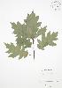  ( - RS134)  @11 [ ] Copyright (2009) Unspecified University of Guelph BIO Herbarium