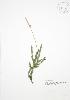  ( - RS163)  @11 [ ] Copyright (2009) Unspecified University of Guelph BIO Herbarium