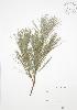 ( - RS177)  @11 [ ] Copyright (2009) Unspecified University of Guelph BIO Herbarium