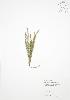 ( - RS178)  @11 [ ] Copyright (2009) Unspecified University of Guelph BIO Herbarium