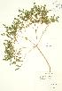  (Euphorbia helioscopia - JAG 0857)  @11 [ ] Copyright (2009) Unspecified University of Guelph BIO Herbarium