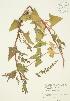  ( - JAG 0422)  @11 [ ] Copyright (2009) Unspecified University of Guelph BIO Herbarium