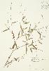  ( - JAG 0367)  @11 [ ] Copyright (2009) Unspecified University of Guelph BIO Herbarium