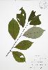  ( - JAG 0841)  @11 [ ] Copyright (2009) Unspecified University of Guelph BIO Herbarium