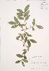  ( - JAG 0173)  @11 [ ] Copyright (2009) Unspecified University of Guelph BIO Herbarium