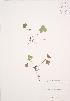  ( - JAG 0167)  @11 [ ] Copyright (2009) Unspecified University of Guelph BIO Herbarium