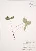  ( - JAG 0172)  @11 [ ] Copyright (2009) Unspecified University of Guelph BIO Herbarium
