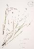  ( - JAG 0176)  @11 [ ] Copyright (2009) Unspecified University of Guelph BIO Herbarium